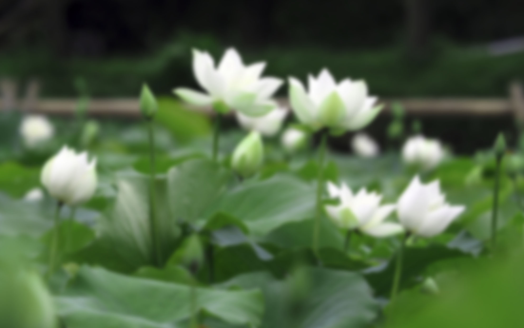 Thạch Dừa Liên Hoa — LeeA Studio